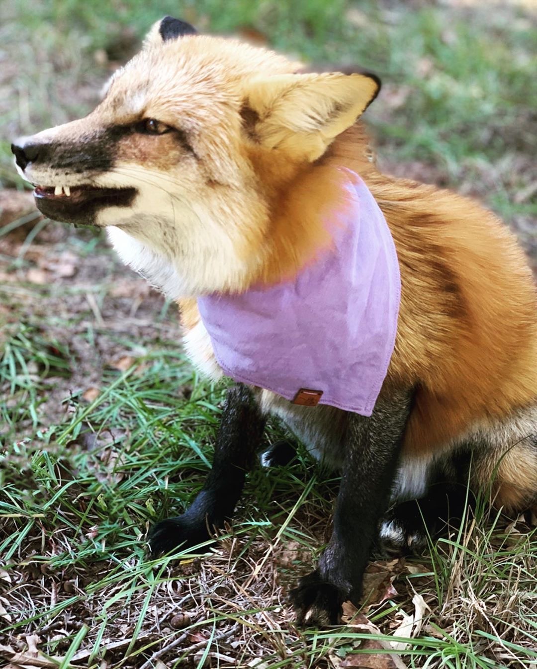 When you don't really like clothes ^.^ - Fox, Cloth, Animals, The photo, Longpost