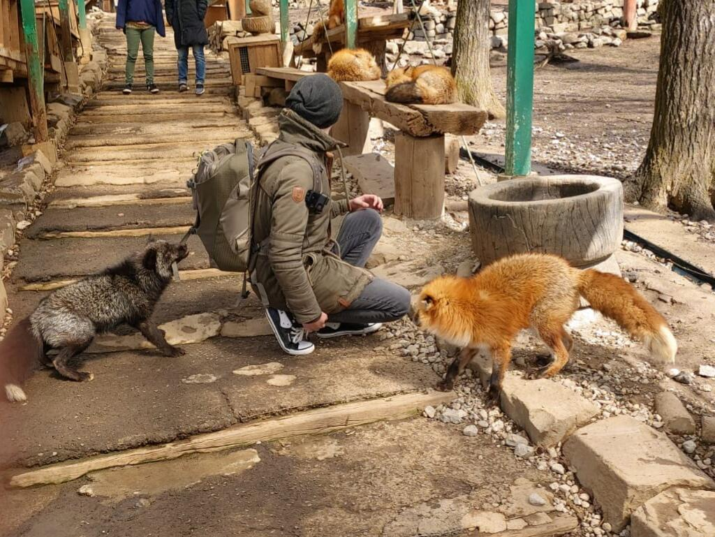 Хитрый план - Лисья деревня, Животные, Лиса, Фотография