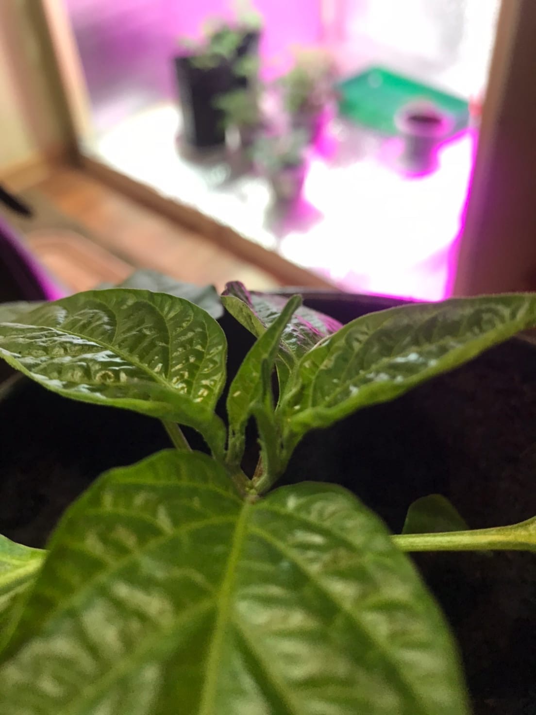 Something in between. Peppers - My, Pepper farming, Jalapeno, Longpost