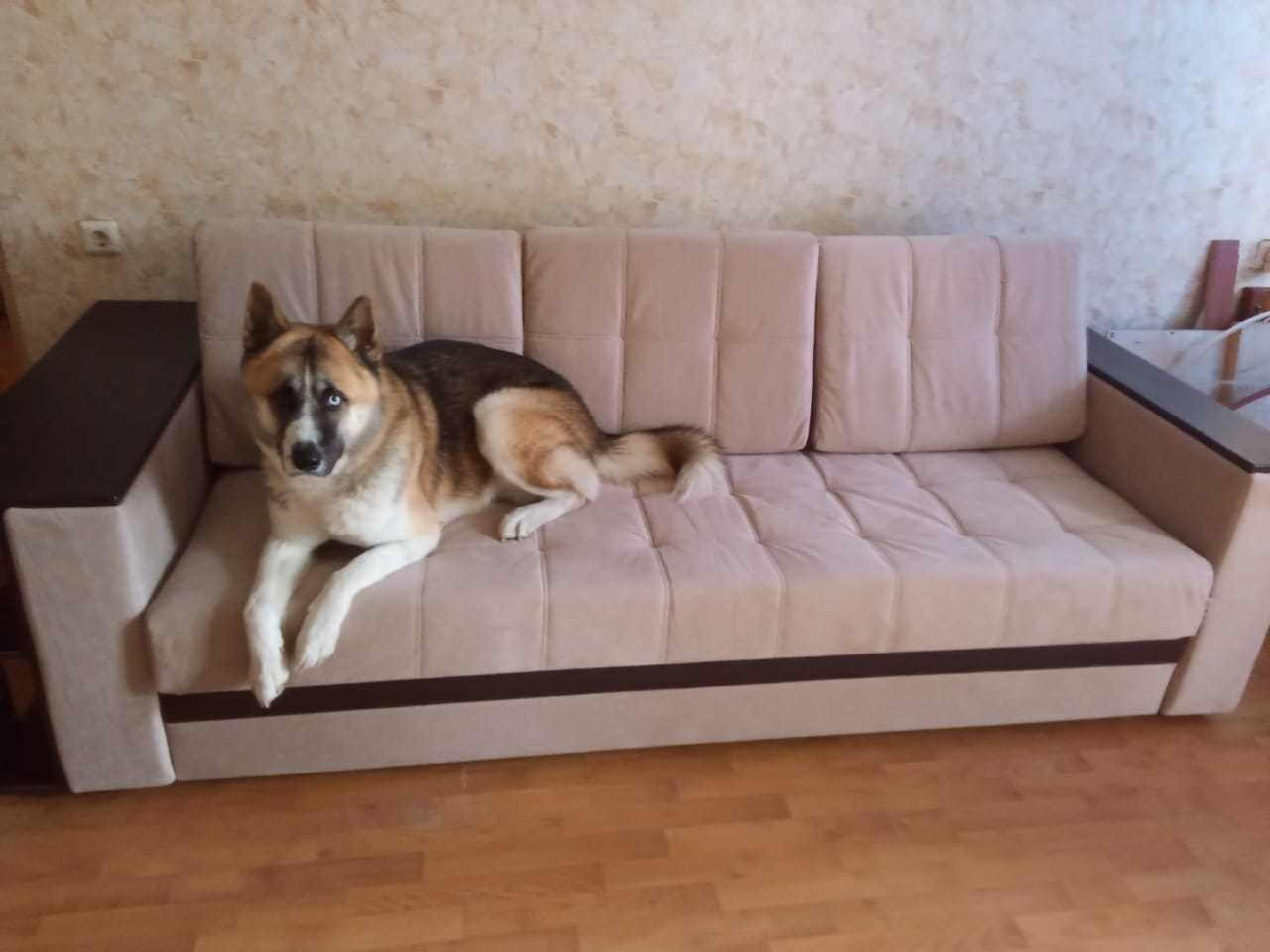 I ask for help, city of Moscow! The dog was left without an owner... - My, No rating, Help, Dog, In good hands, Longpost, Moscow