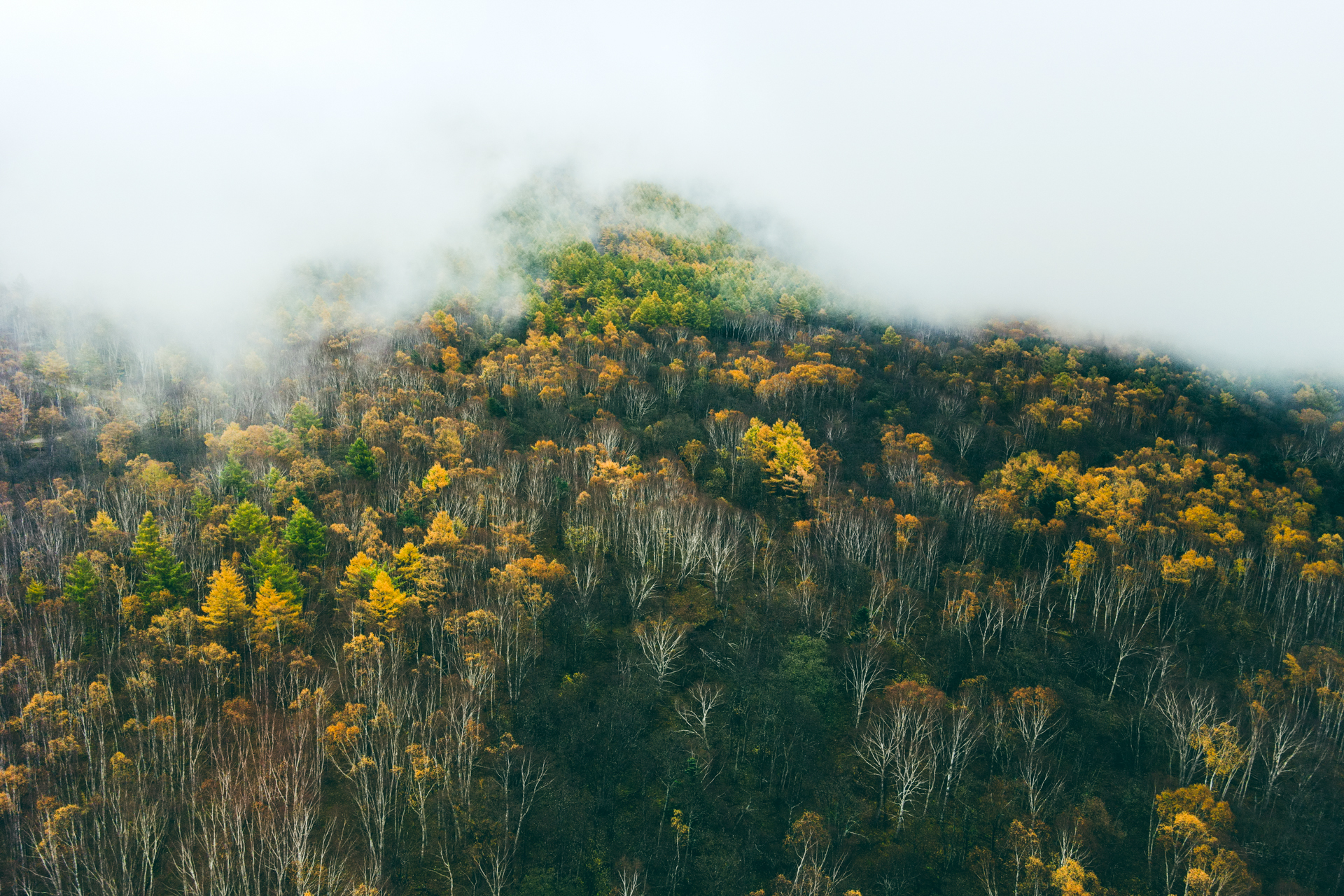 I love fog! - My, Yuzhno-Sakhalinsk, Mountain air, Town, Drone, Nature, Forest, Fog, Beams, The sun, Morning, Atmosphere, Contemplation, Landscape, Autumn, Longpost