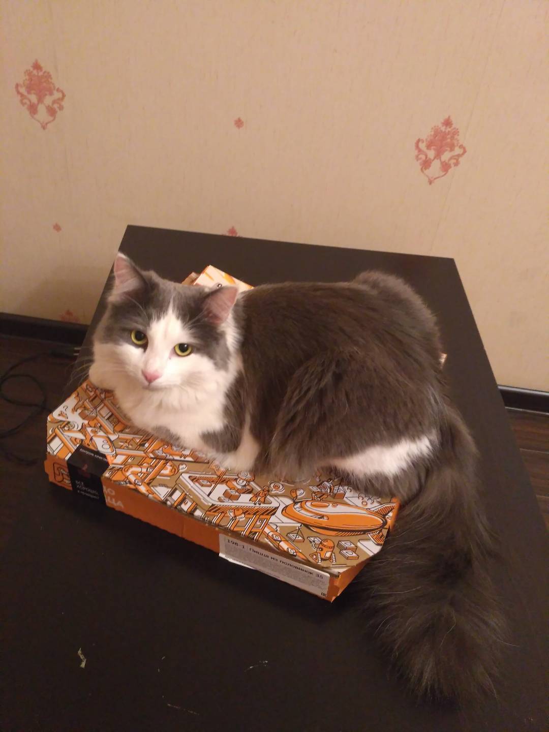 Did you order pizza? - cat, Pizza, Heat, Fluffy, Longpost