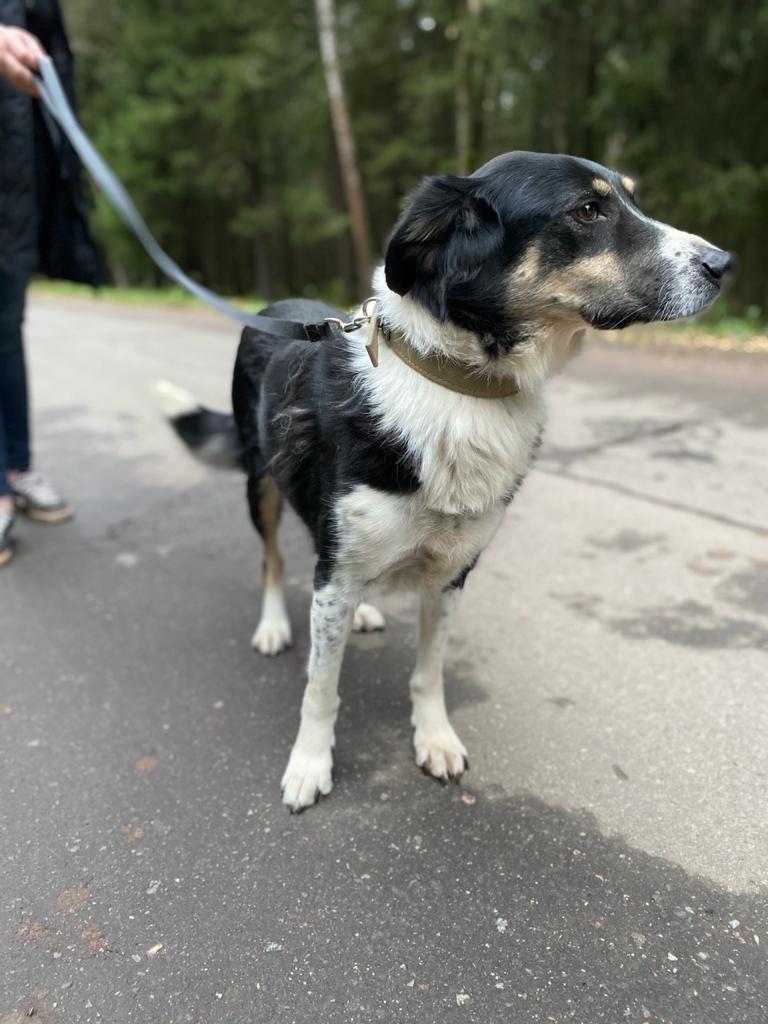 No rating. Helping to place a dog - My, No rating, In good hands, Moscow, Dog, Help, Pushkino, Moscow region, Longpost