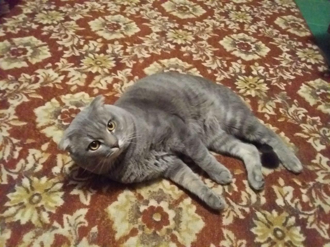 Cat and carpet - My, cat, Carpet