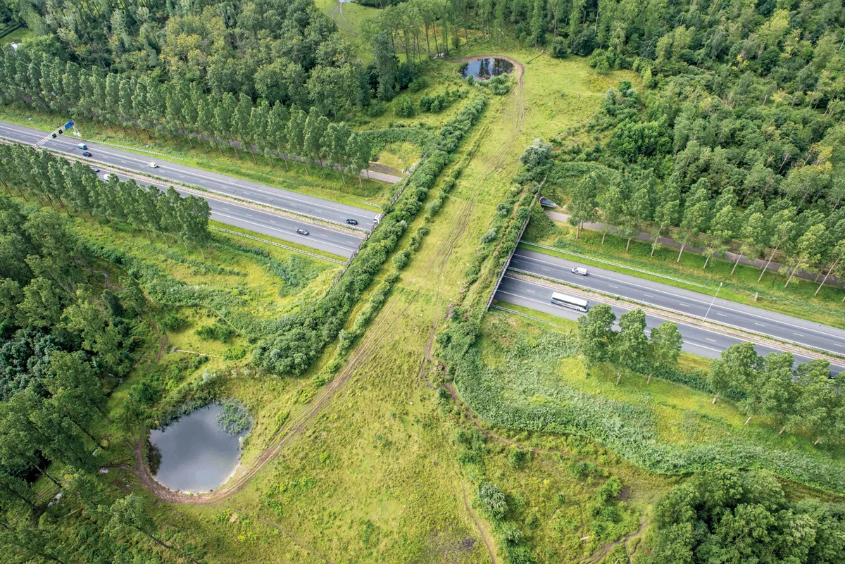 Ecoduc: Unique technology to prevent cars from hitting animals - Nature, Road, Animals, Longpost, Yandex Zen