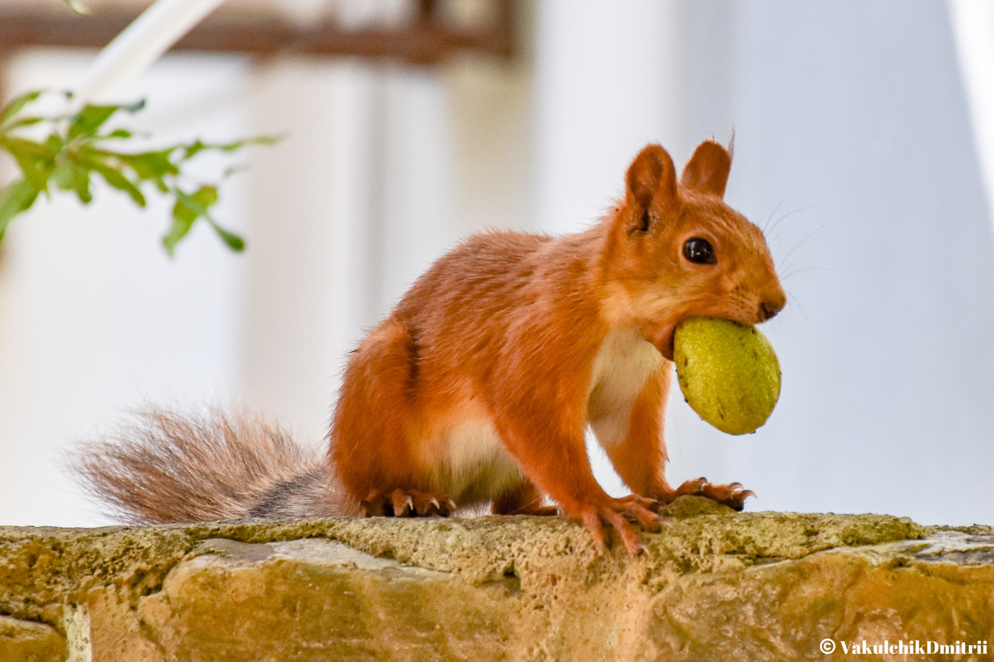 Crimean local - My, Animals, The photo, Squirrel, Crimea, Nature, Redheads