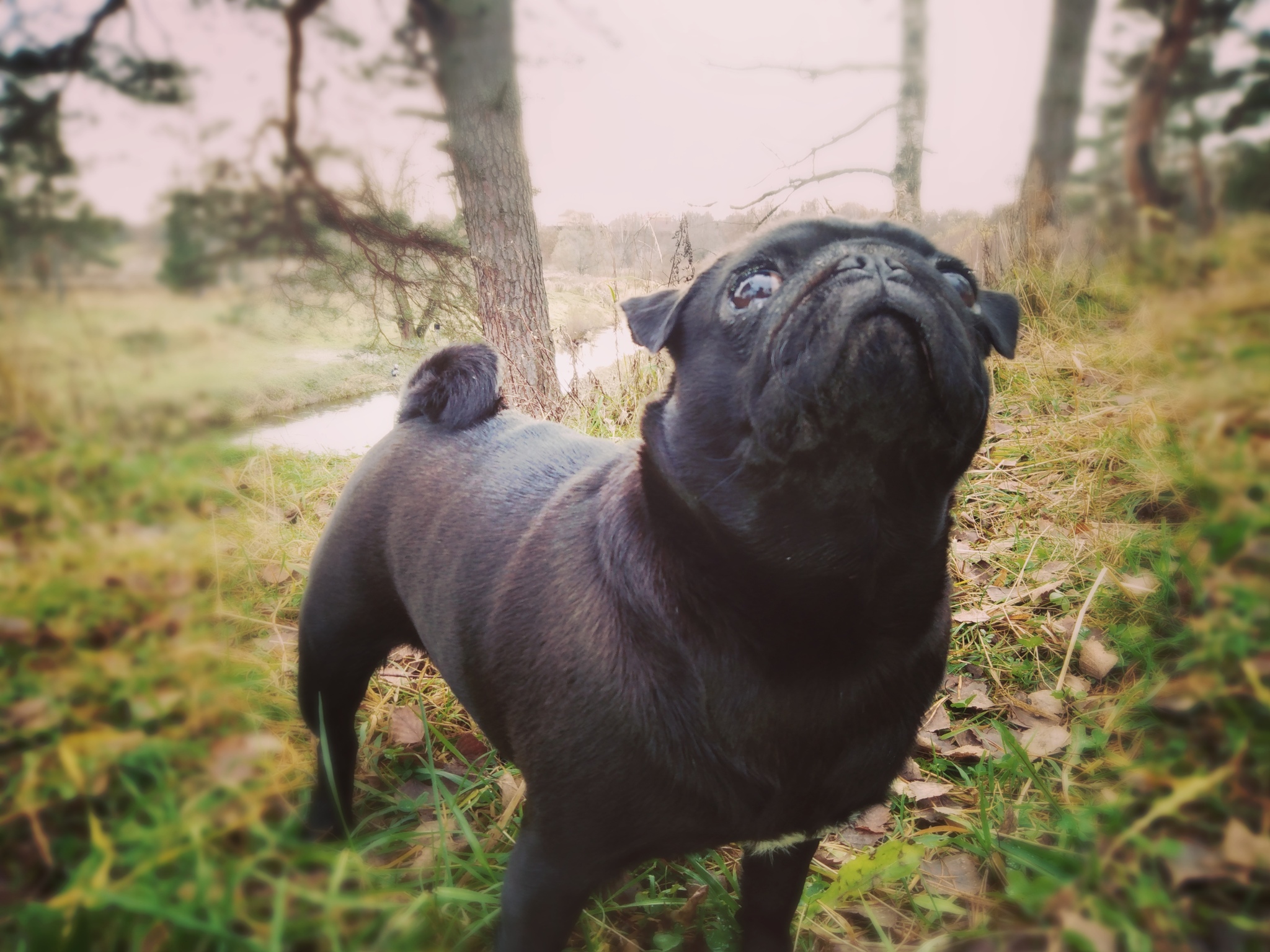 Well, when does it snow there? - My, Pug, Waiting for a miracle, Autumn, Dog