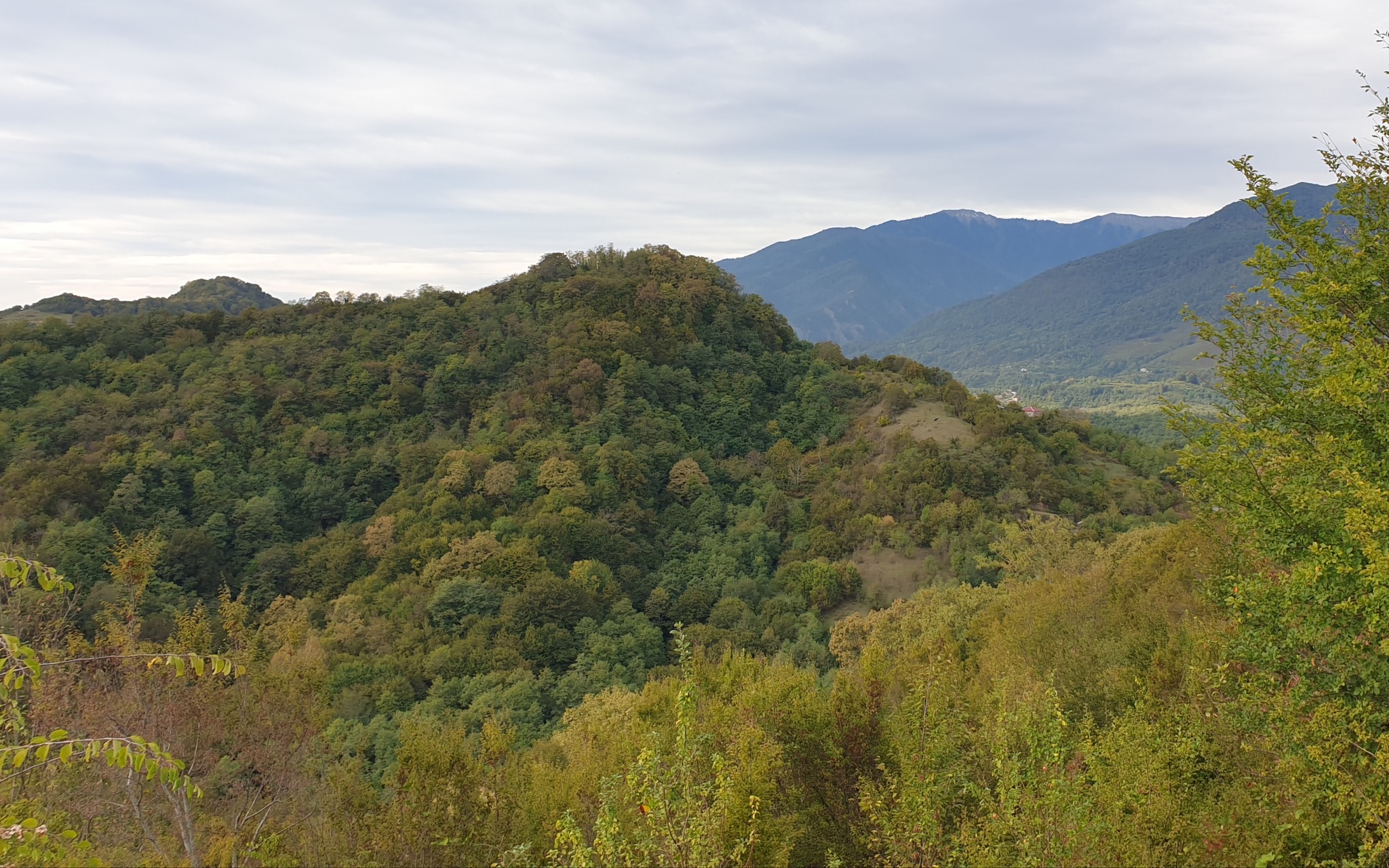 For royal mushrooms on Mussera - My, Abkhazia, Mushrooms, Video, Longpost