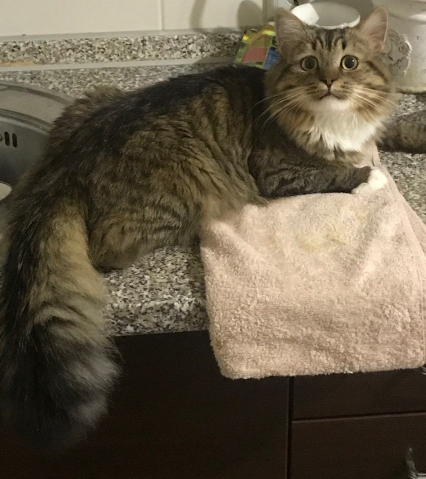 No, I'm on the table by accident! I didn't get in! - My, Siberian cat, cat