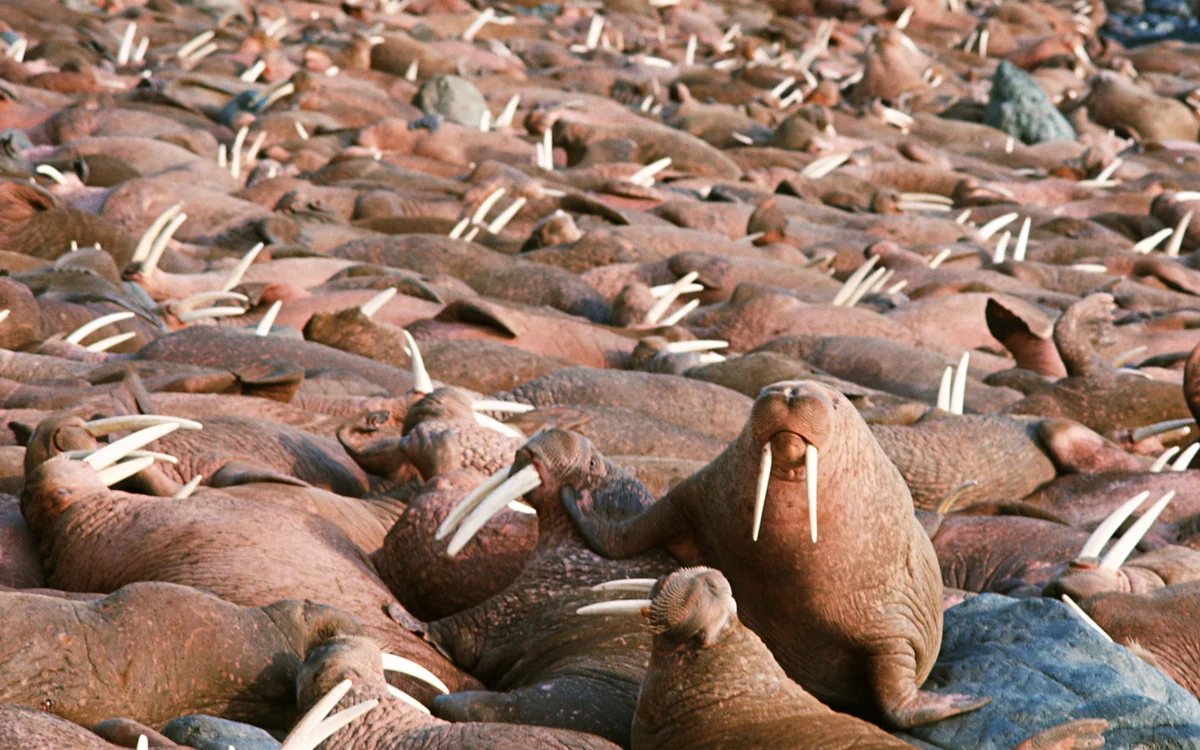 Walrus: A special “chain mail” that even gunfire rarely penetrates. What else surprises the giant of the North? - Animals, Walruses, Nature, Animal book, Longpost, Yandex Zen