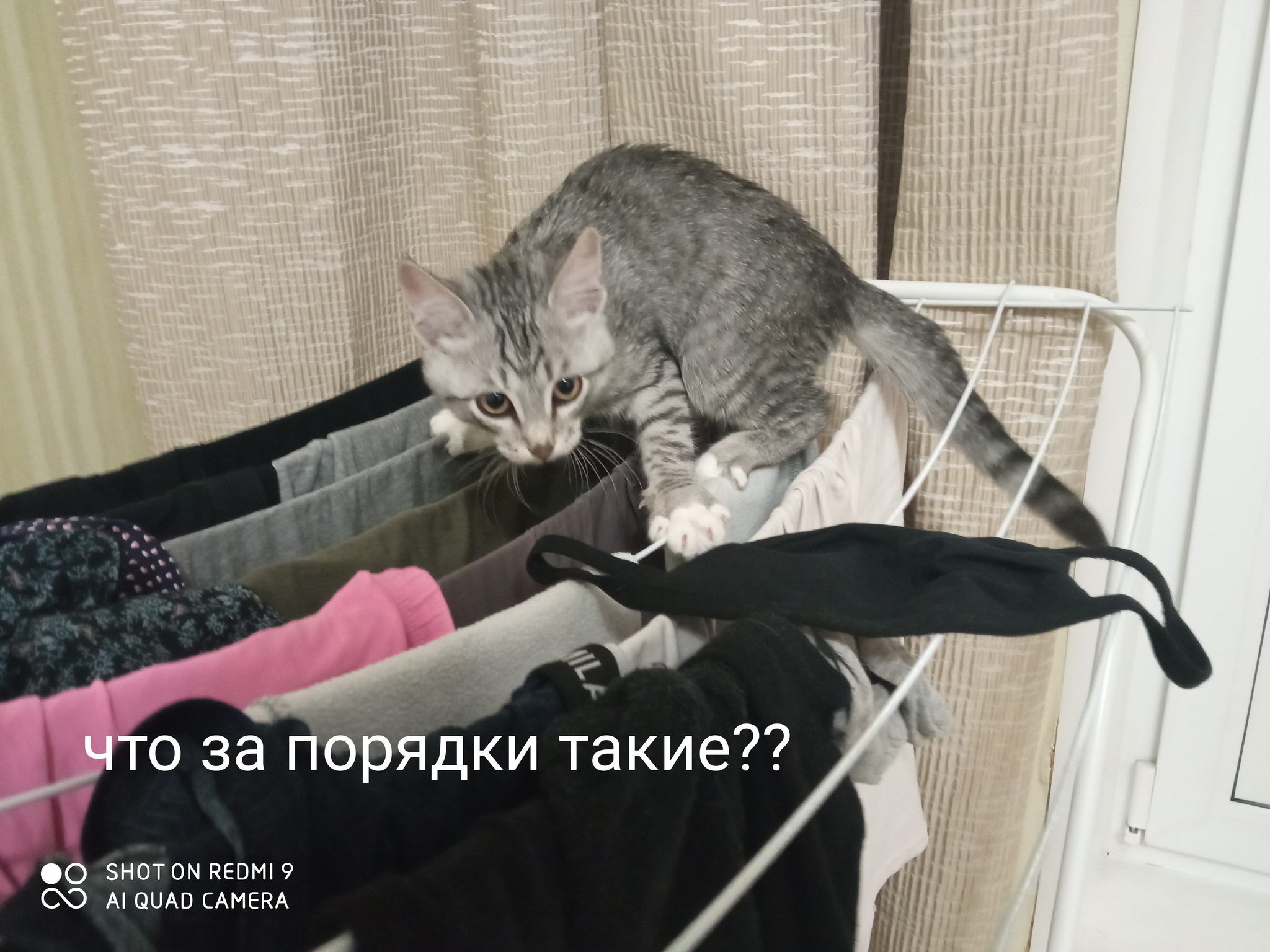 Хозяйственный коть - Моё, Кот, Домашние животные, Хозяйственность, Уборка, Длиннопост