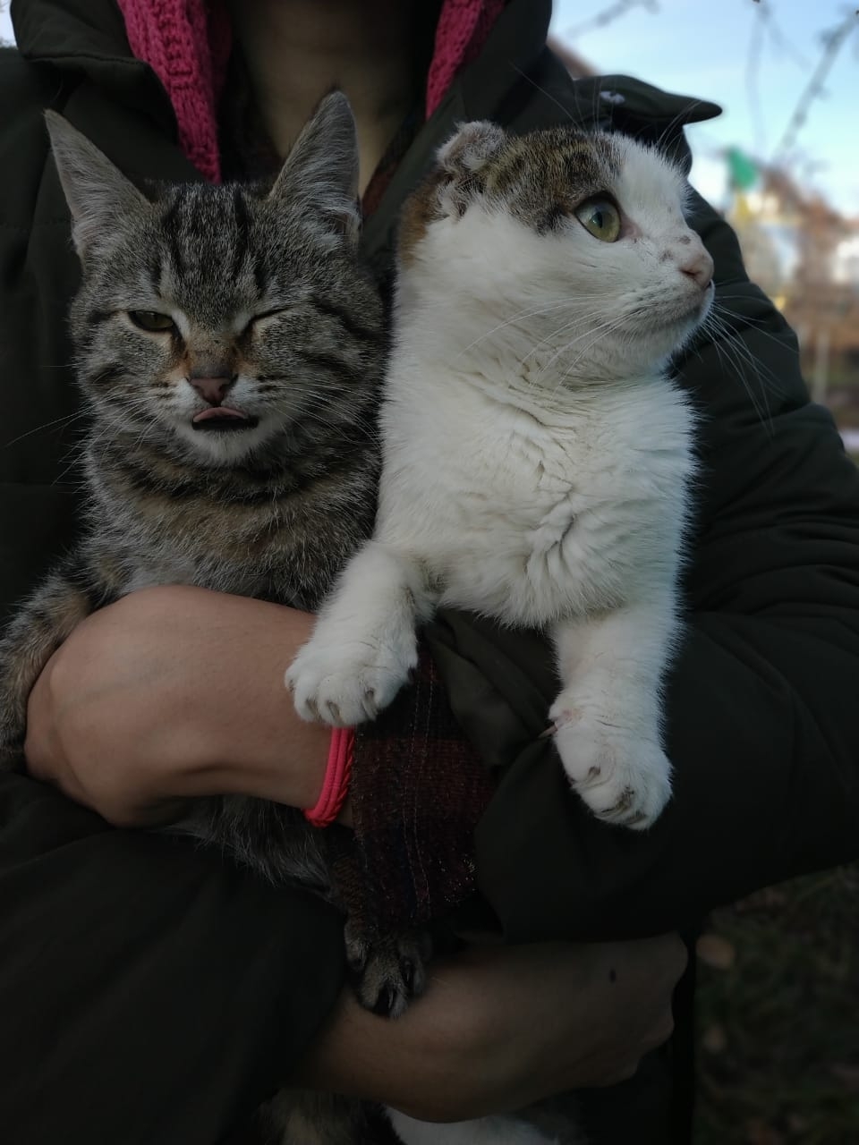 Котики | Пикабу