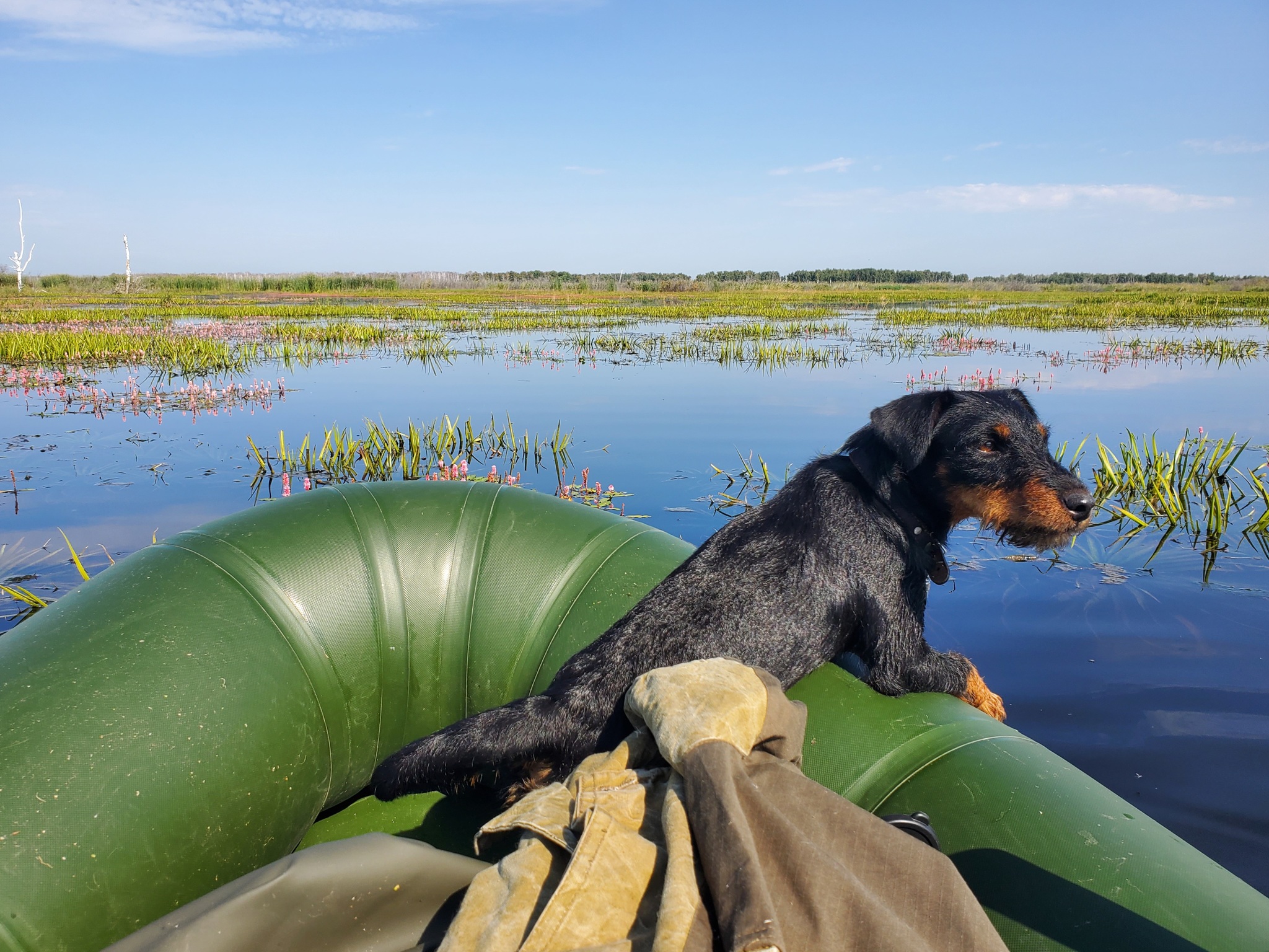 Looking out for ducks - My, Jagd terrier, Hunting, A boat, Siberia, Dog, Nature, The photo