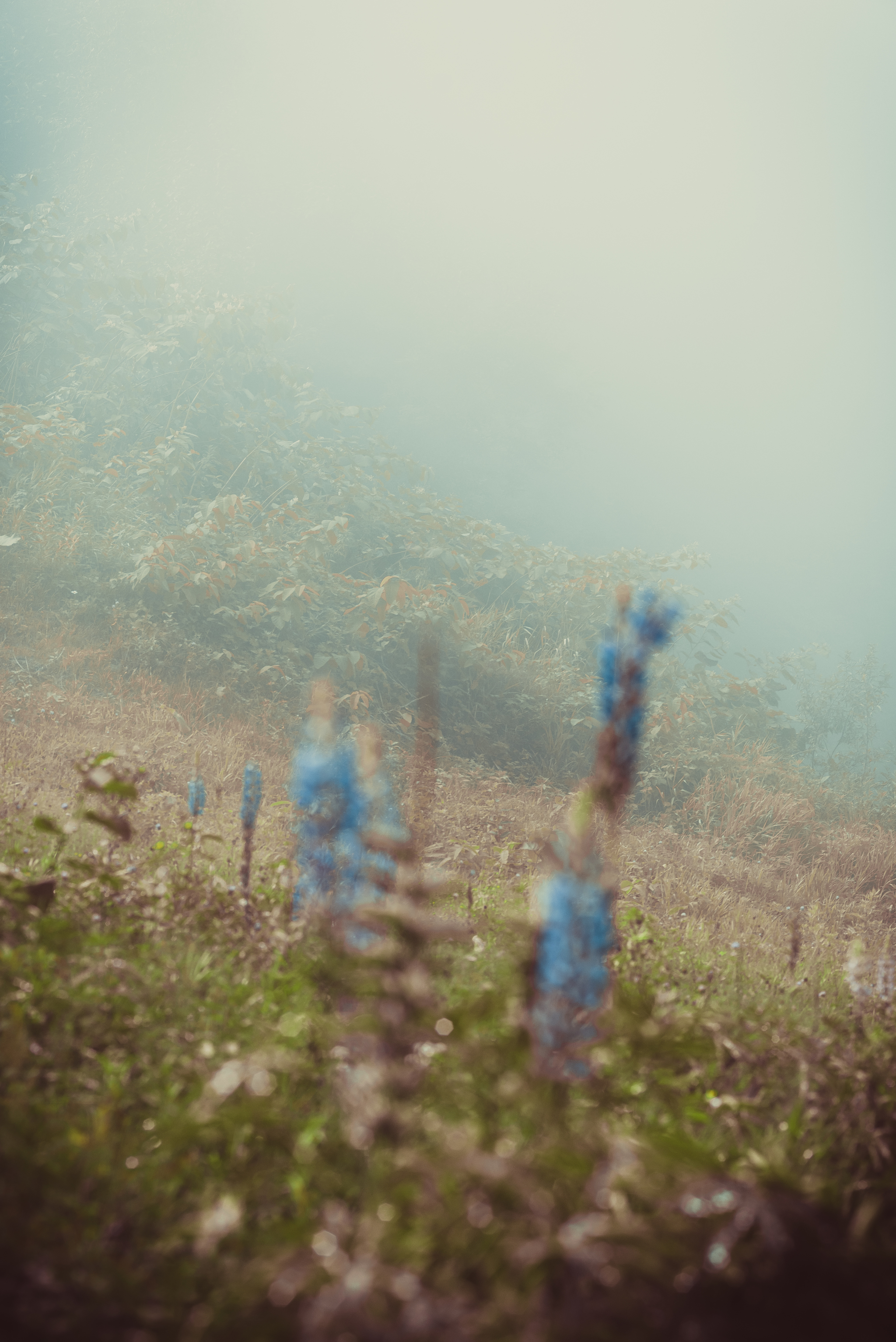 Minimalism of space - My, Nature, The sun, Autumn, Tree, Forest, Atmosphere, Yuzhno-Sakhalinsk, Fog, Minimalism, Silence, Contemplation, Space, Longpost