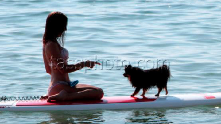 From 2021 in Russia it will be prohibited to come to the beach with animals and swim on sunbeds - news, Animals, Beach, Law