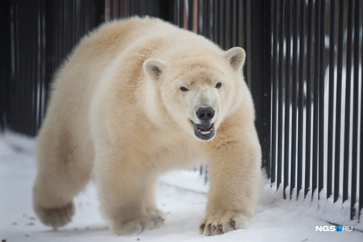 Shilka began to behave differently after her meetings with Gogo - The Bears, Polar bear, Reproduction, Wild animals, Novosibirsk Zoo, Zoo, Osaka