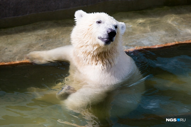 Shilka began to behave differently after her meetings with Gogo - The Bears, Polar bear, Reproduction, Wild animals, Novosibirsk Zoo, Zoo, Osaka