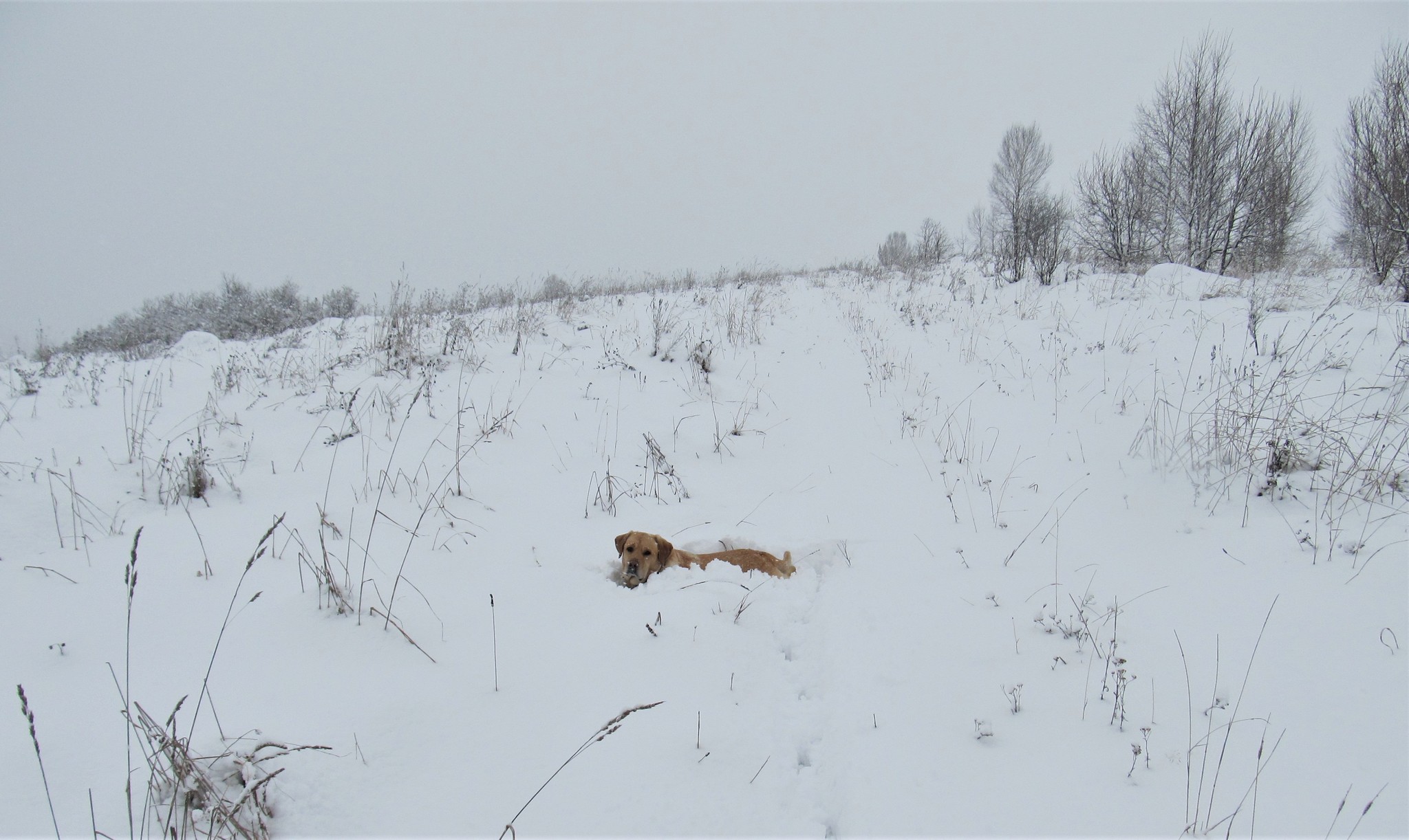 Turned white - My, The winter is coming, Snow, Dog, Labrador, Walk, Video, Longpost