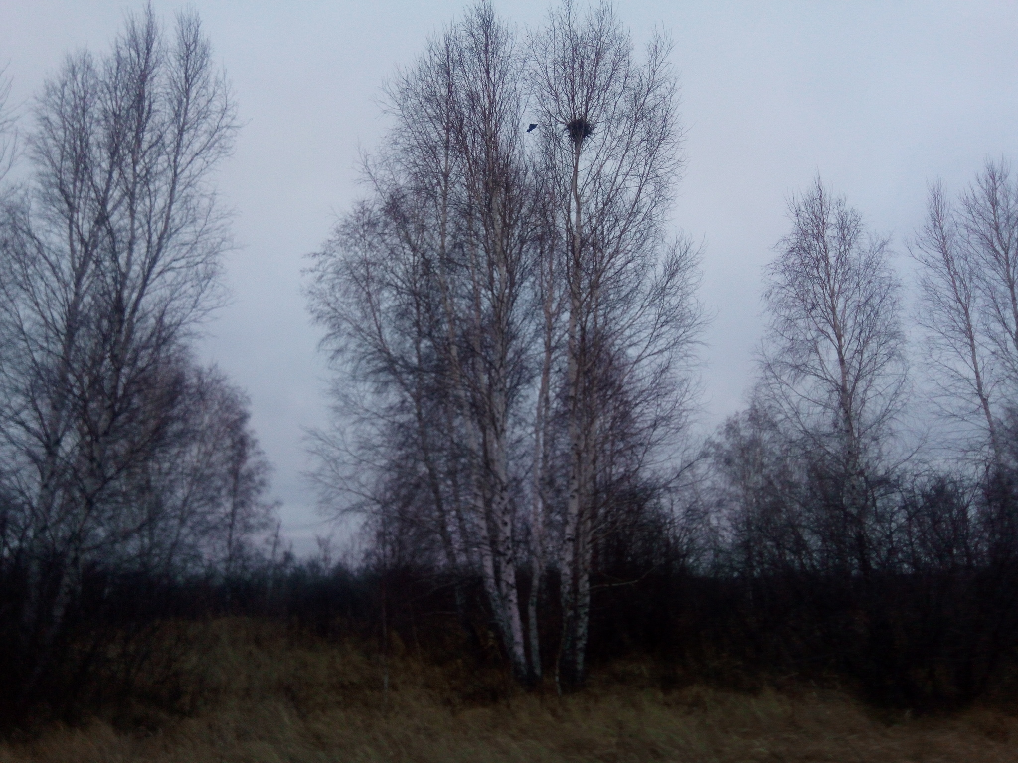 Magpie's nest with flag - My, Nature, Nest, Magpie, Flag