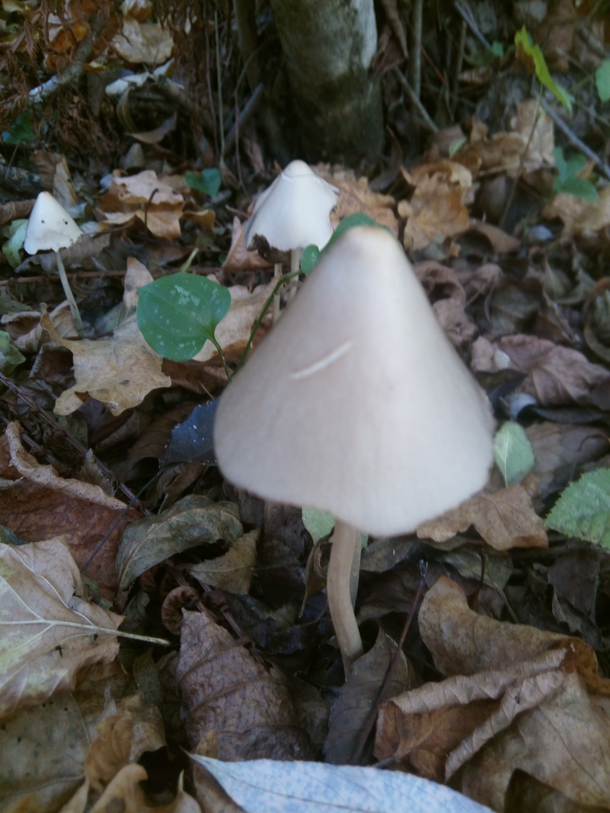 Are mushrooms in the forest edible??? - Mushrooms, Forest, Mycology, Esculent, Longpost