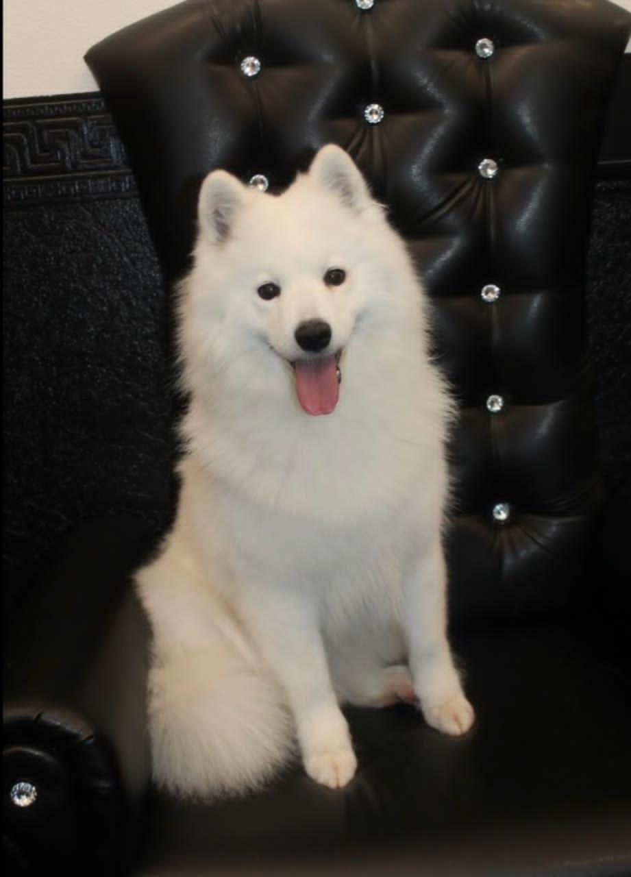 Lost Samoyed dog Novosibirsk - My, Lost, Dog, The dog is missing, Found a dog, Novosibirsk, Samoyed, Help, Longpost, No rating