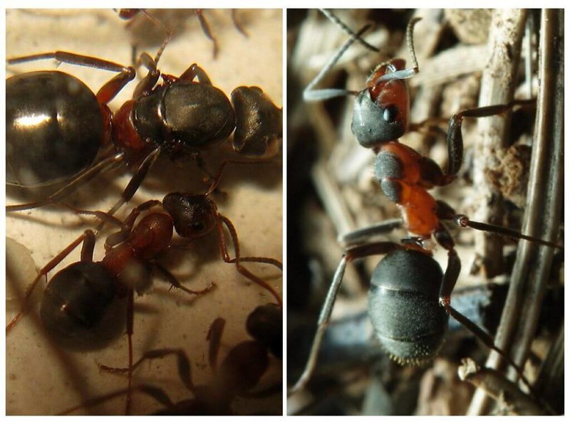 Types of ants in Russia and the world - Ants, Insects, Longpost