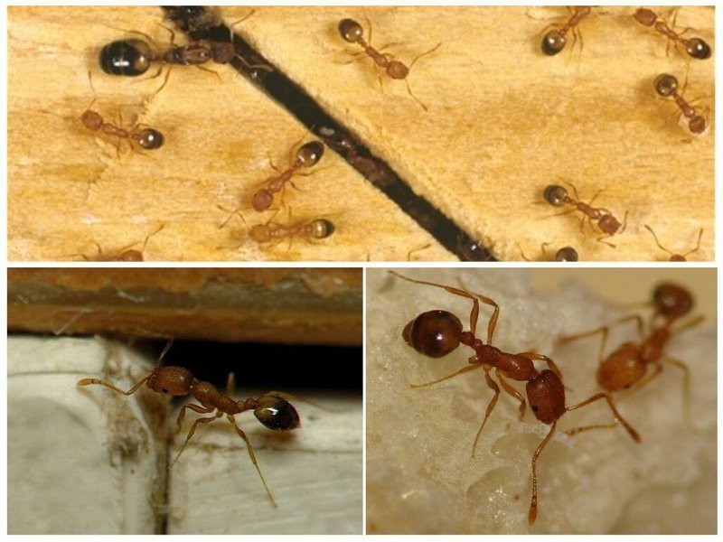 Types of ants in Russia and the world - Ants, Insects, Longpost