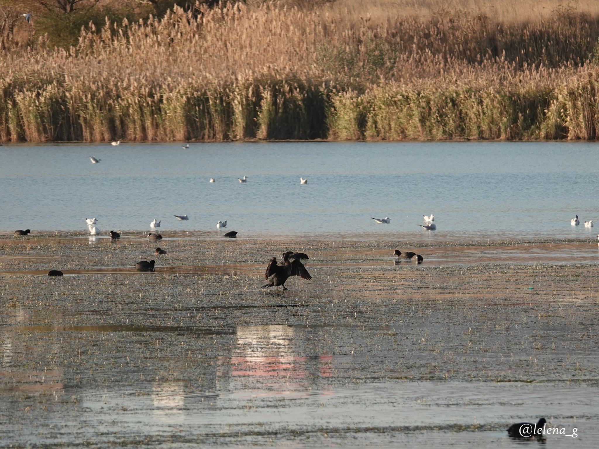 14, 15, 16 microdistrict and the Palace of Olympic Sports - My, Longpost, Novorossiysk, Краснодарский Край, Kuban, Lagoon, Nature, Ecology, Protection of Nature, Activists, civil position, Story, Real life story, Text, Article, A life, Correspondence, Officials, Lawlessness, Negative