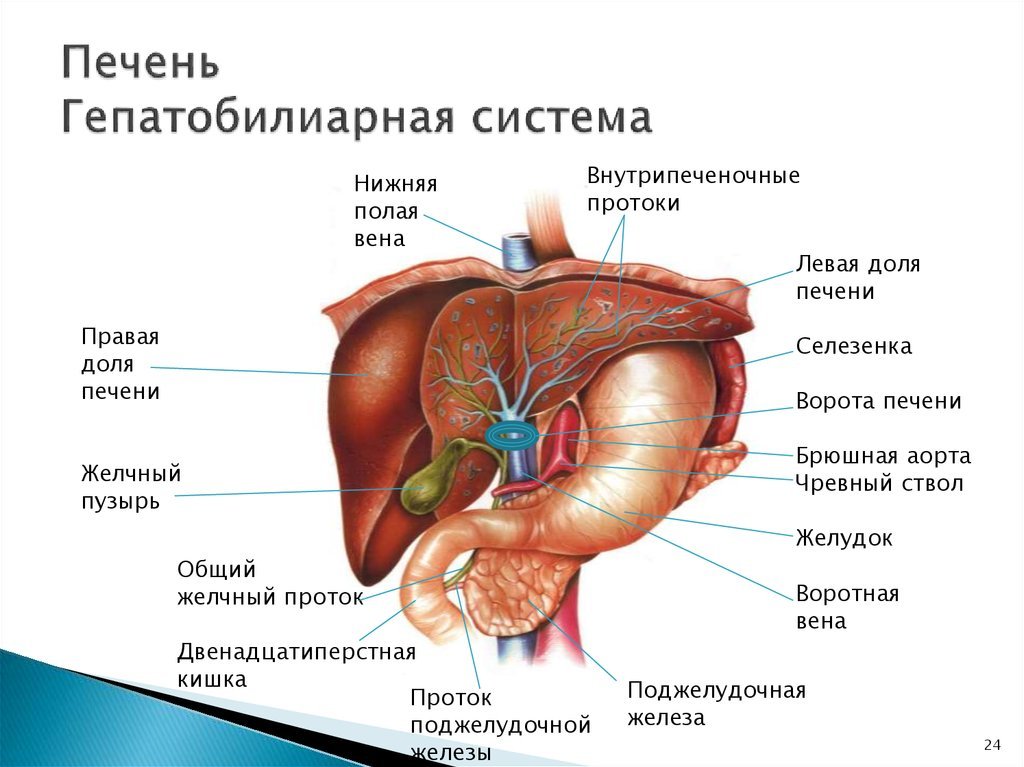 Which doctor treats what? - My, Andrologist, Vertebrology, Hematologist, Gerontology, Phlebology, Trichology, Audiology, Podology, Hematology, The medicine, Polyclinic, Informative, Video, Longpost