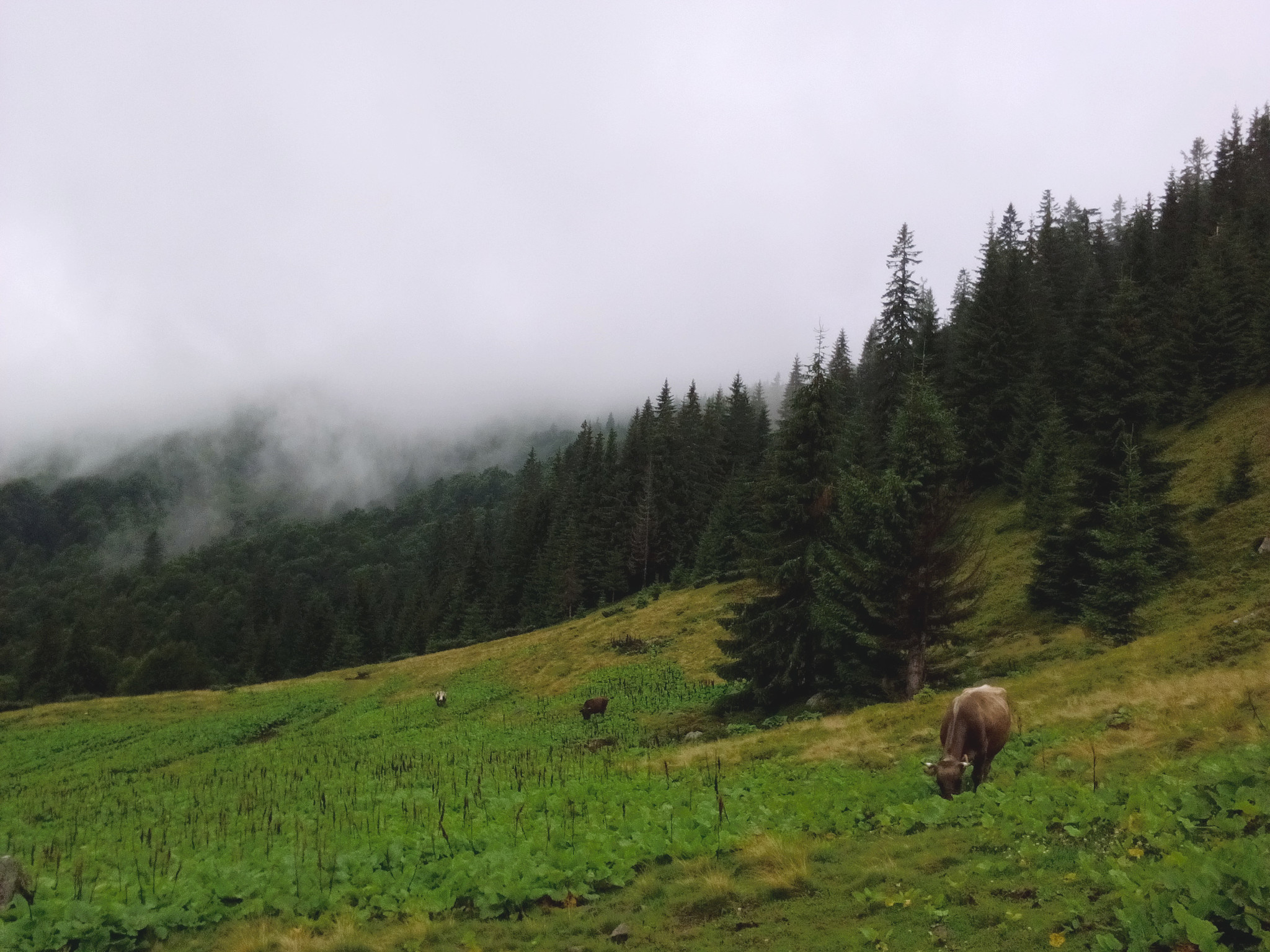 Carpathians - My, Mobile photography, Carpathians, Fog