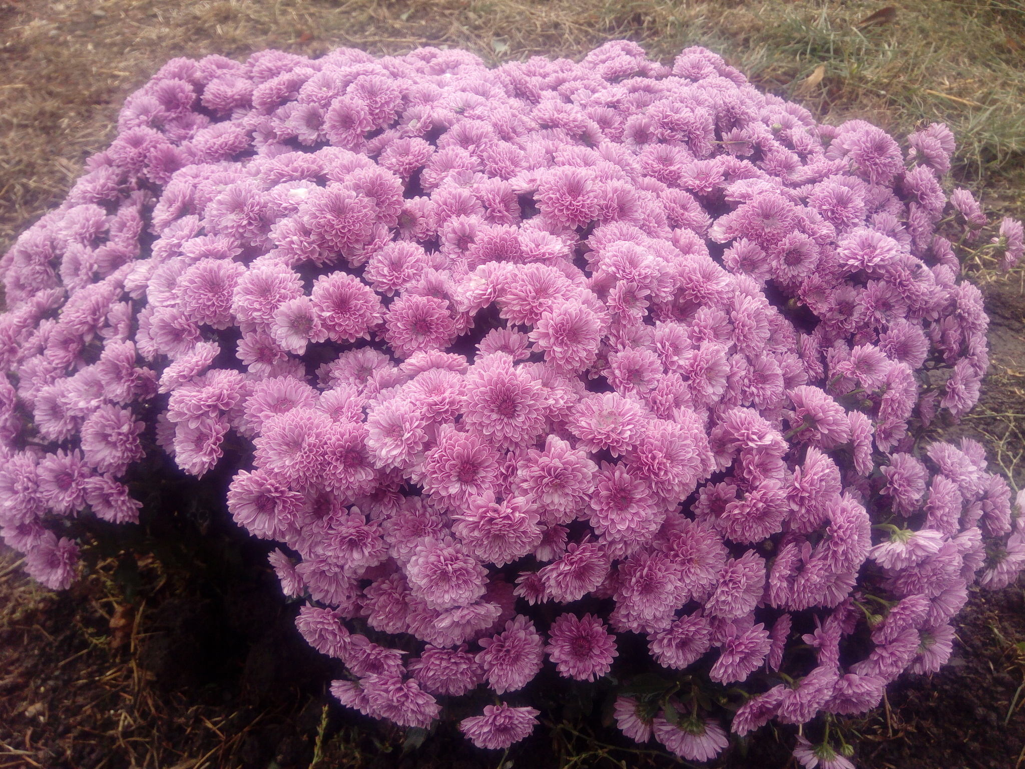 Azov region. November. A little color in the ribbon... - My, Azov, Mood, November, Gardening, Dacha, Longpost, Chrysanthemums