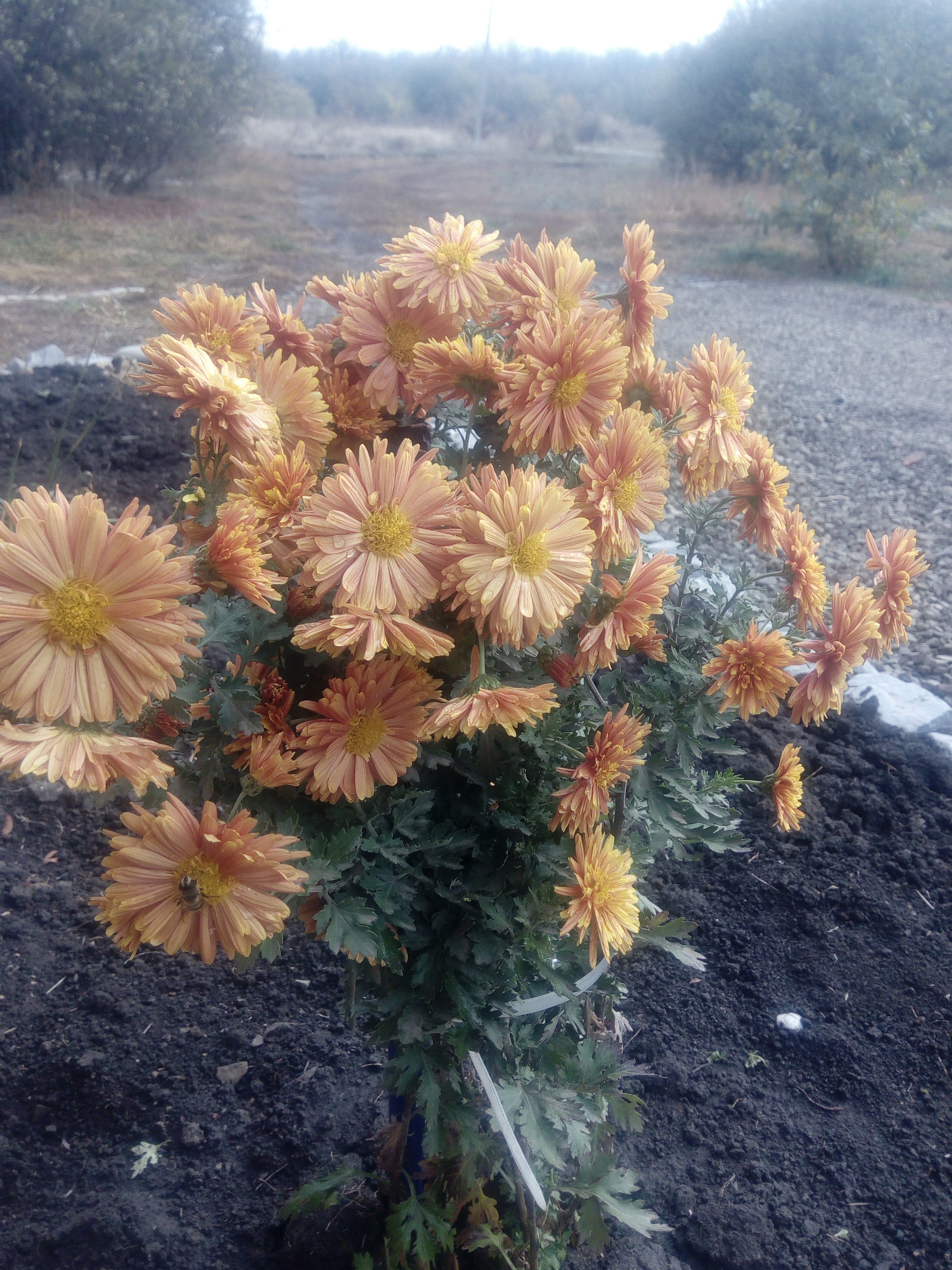 Azov region. November. A little color in the ribbon... - My, Azov, Mood, November, Gardening, Dacha, Longpost, Chrysanthemums