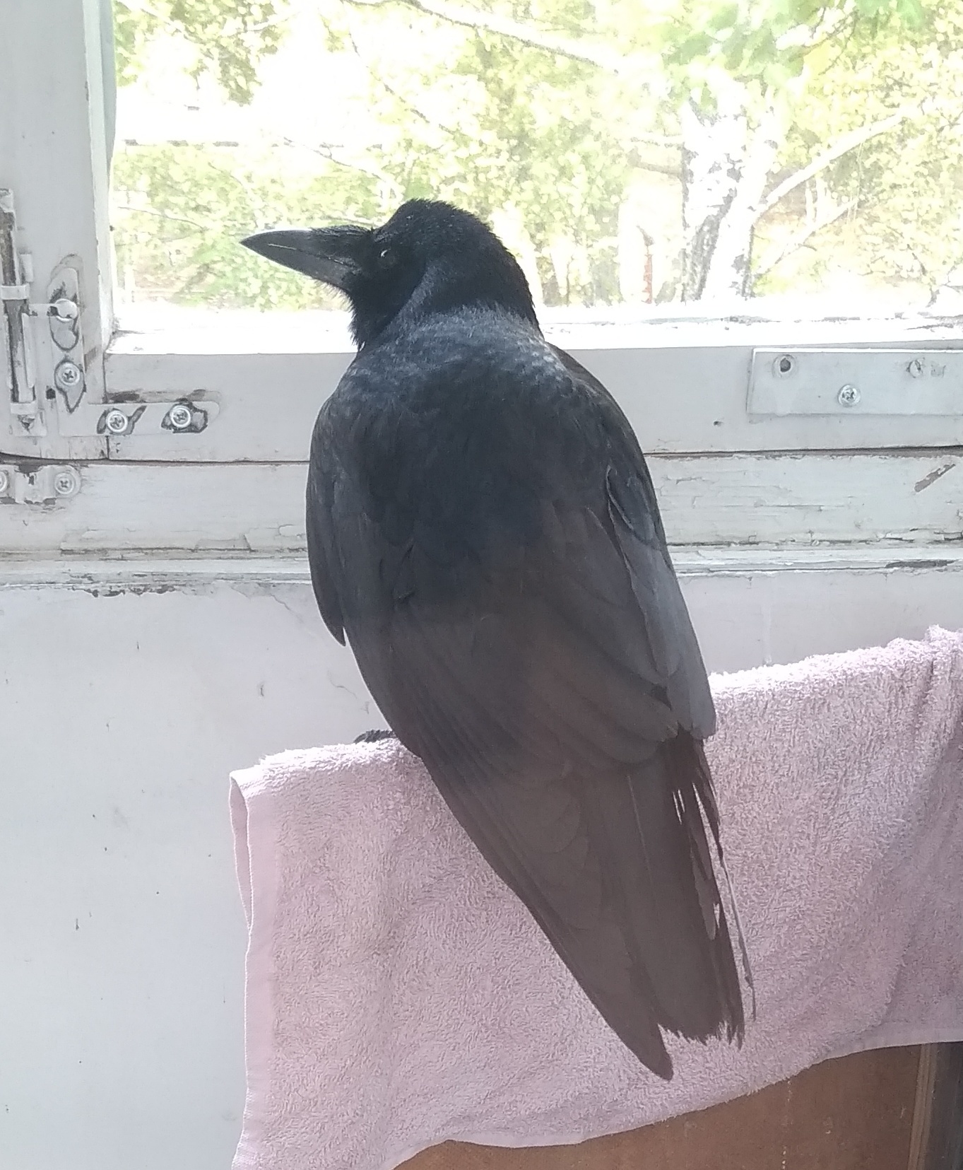 Crow - My, Help, Ornithology League, Video, Longpost, Crow
