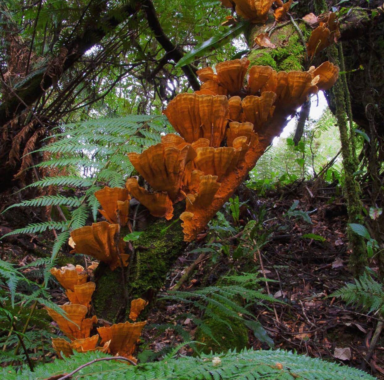 Mushroom Kingdom - Mushrooms, Mycelium, Mycology, Longpost