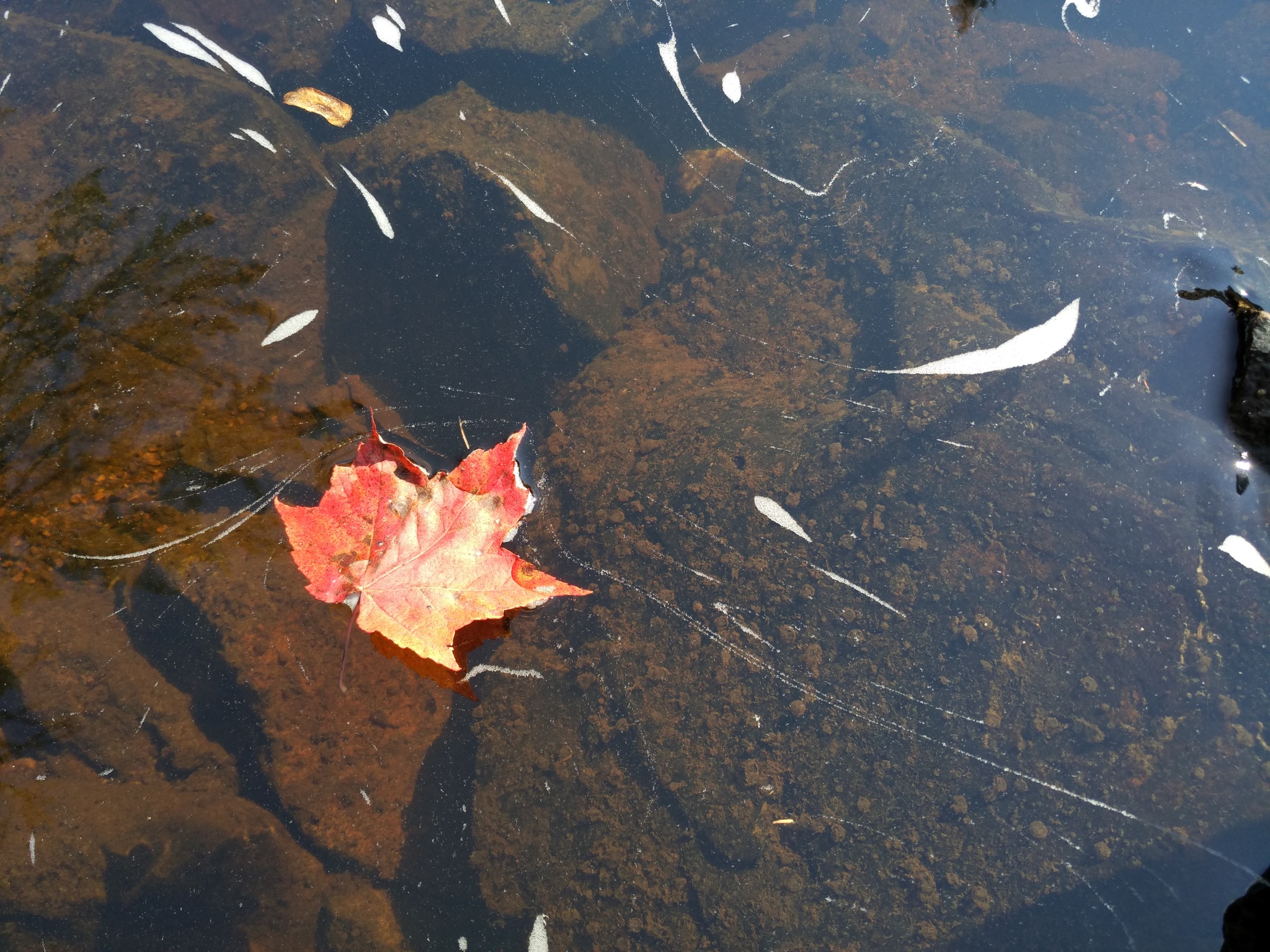 September nature in Quebec - My, Canada, The photo, Nature, Quebec, Longpost, River, beauty of nature