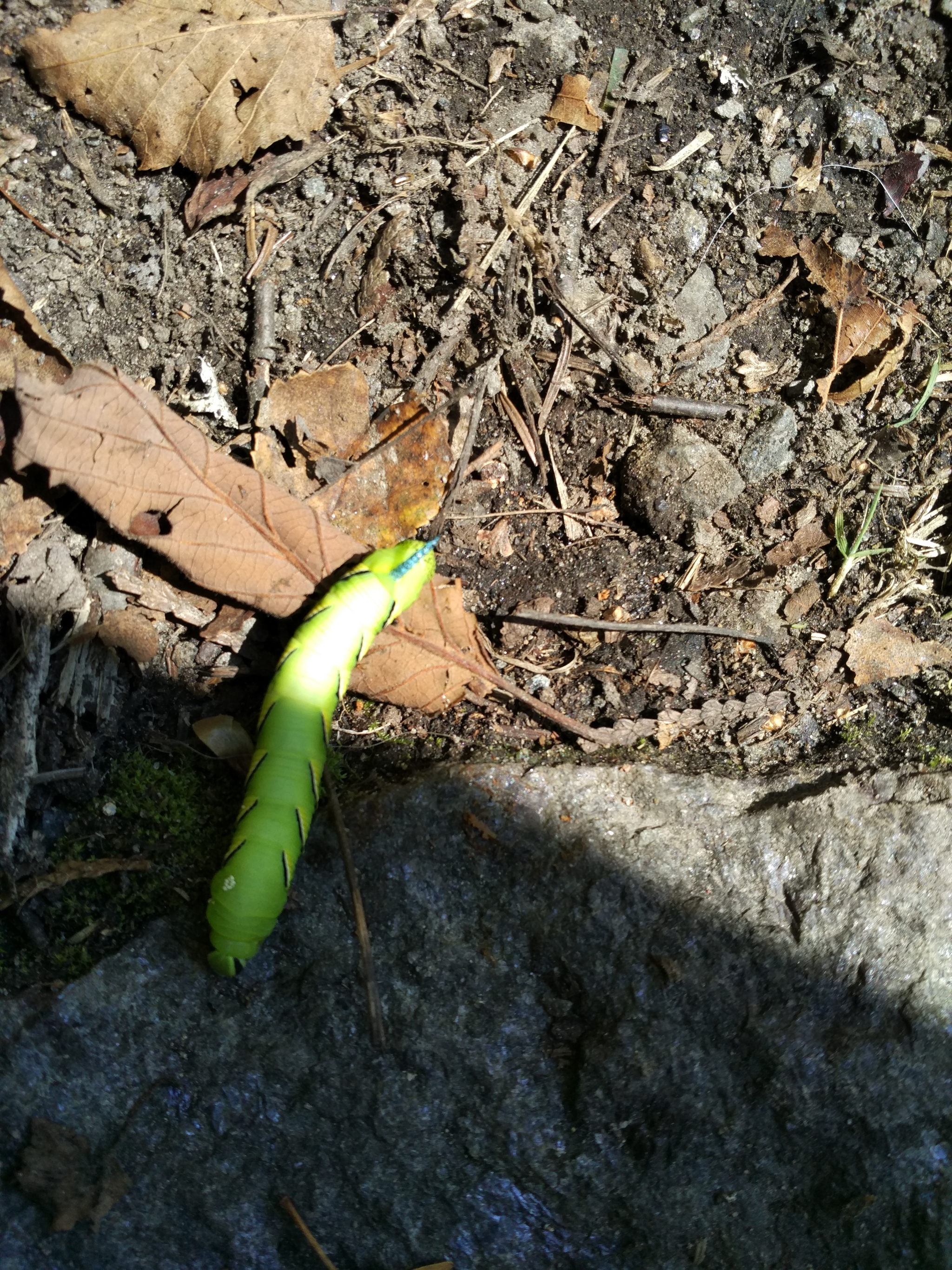 September nature in Quebec - My, Canada, The photo, Nature, Quebec, Longpost, River, beauty of nature