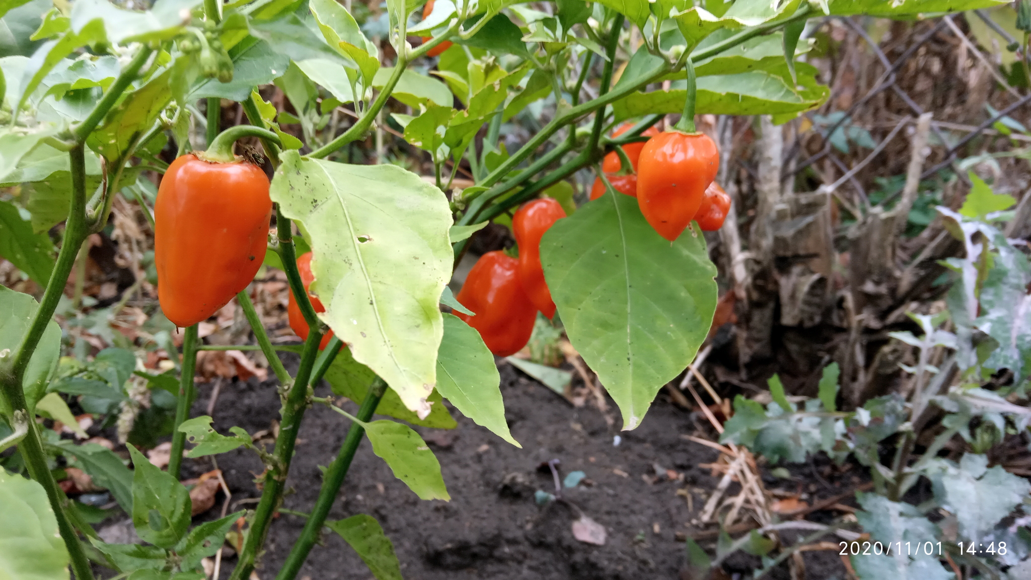 November 1, autumn, habanero... - My, Pepper farming, Xiaomi Redmi 6A, Autumn