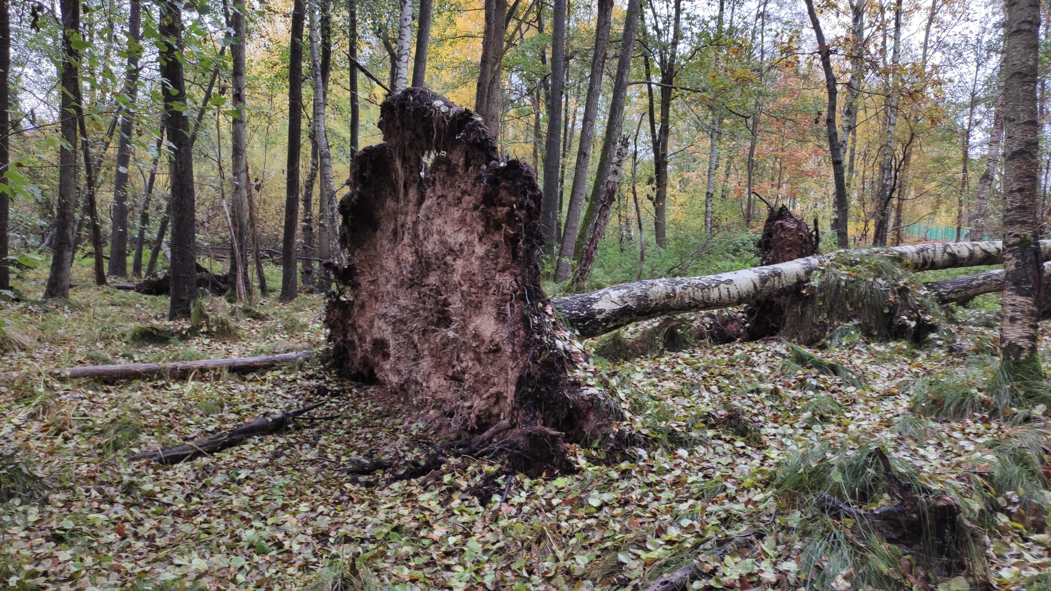 Walk in the autumn Saxon forest - My, Forest, Saxony, Photo on sneaker, Honey mushrooms, Longpost, Autumn