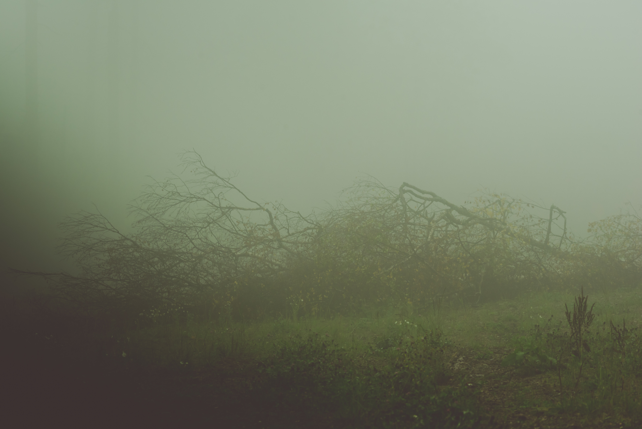 On the edge of perception - My, Nature, Forest, Fog, Atmosphere, Air, Space, Silence, Contemplation, Longpost