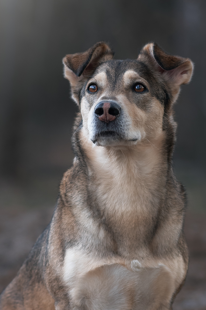 Walker - My, Dog, The photo, Portrait, Nikon D750