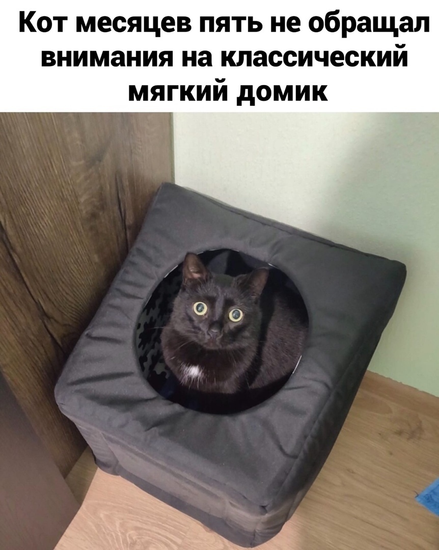 Maybe someone will find it useful - cat, Picture with text, Pets, Pet house, Longpost