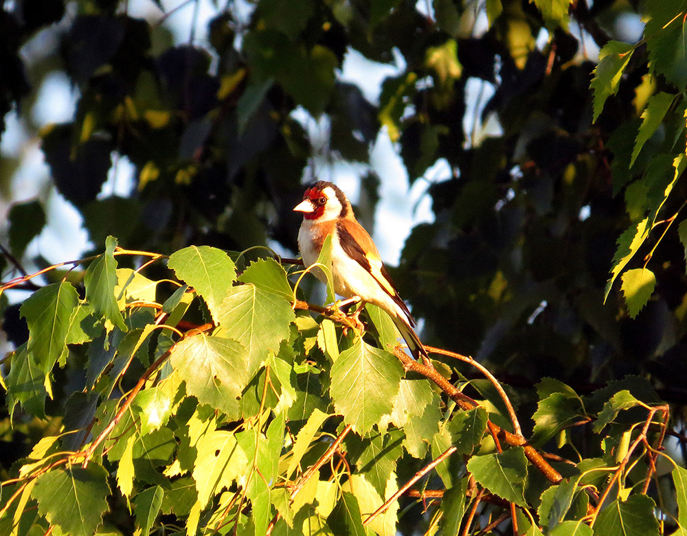 DIFFERENT BIRDS - 3 - My, Ornithology, Birds, Nature, Schelkovo, Moscow region, Hobby, Photo hunting, Longpost