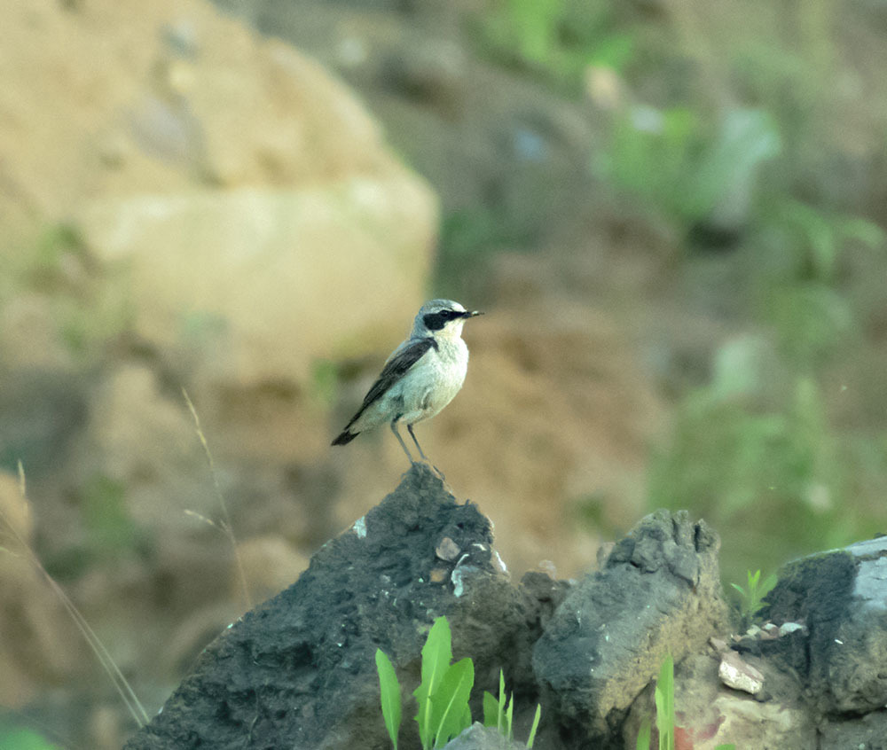 DIFFERENT BIRDS - 3 - My, Ornithology, Birds, Nature, Schelkovo, Moscow region, Hobby, Photo hunting, Longpost