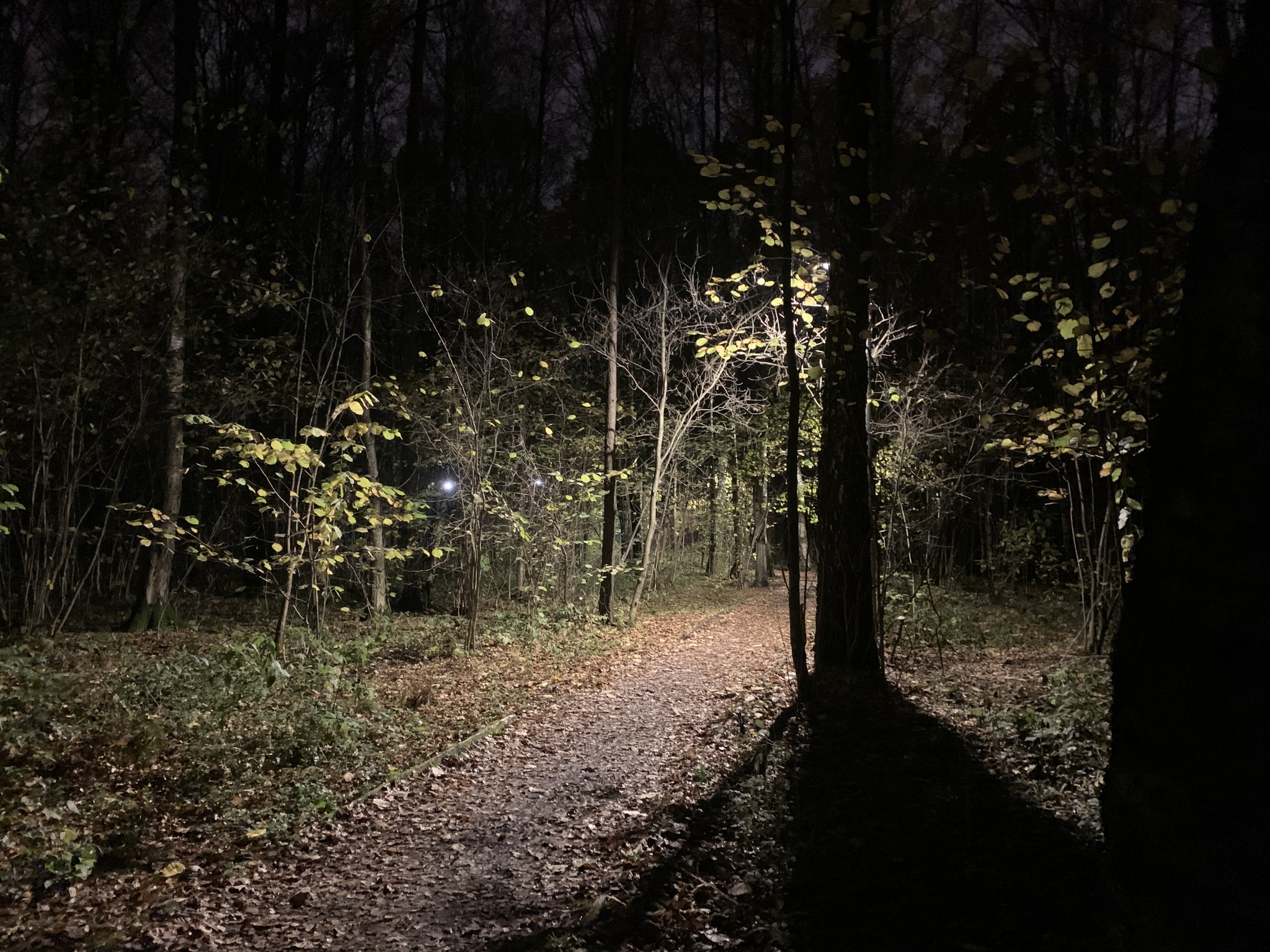Ночной тропой постой а можно. Темный парк. Темный лес. Лес темный страшный. Темные тропы.