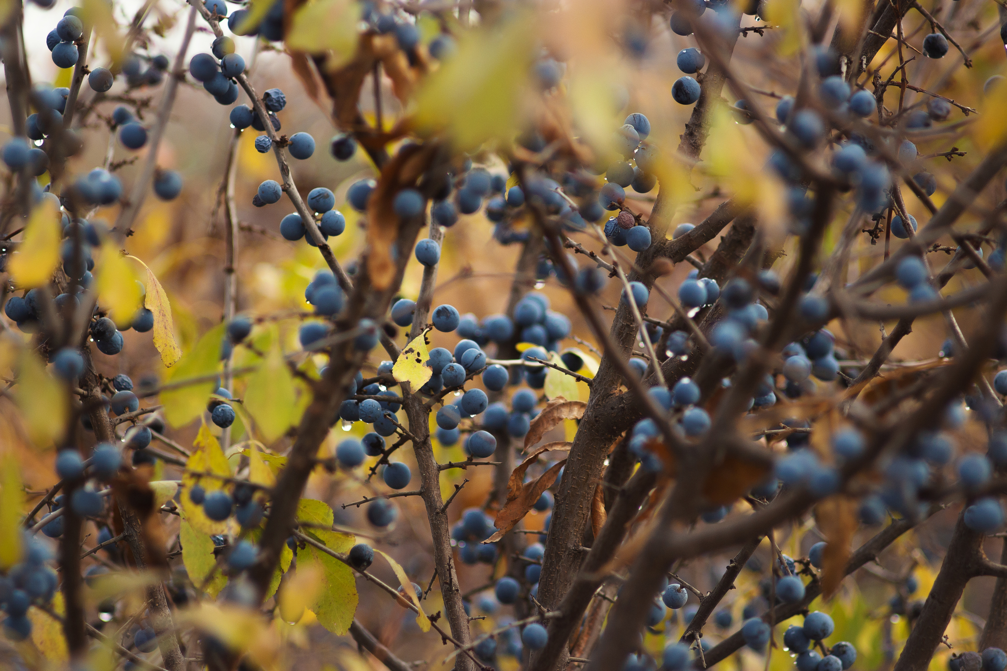 Yesterday's Gold - My, The photo, Nature, Landscape, Village, Amateur photography, Canon, Canon EOS 700D, Helios, Soviet optics, Autumn, November, Pond, Jupiter-37, Kharkov, Kharkiv Oblast, Longpost