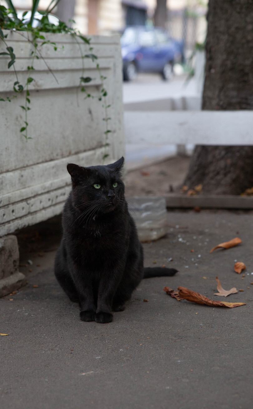 Black seasoned. [ Odessa, Ukraine. ] - cat, Joyreactor, Odessa, The photo, Longpost, Black cat