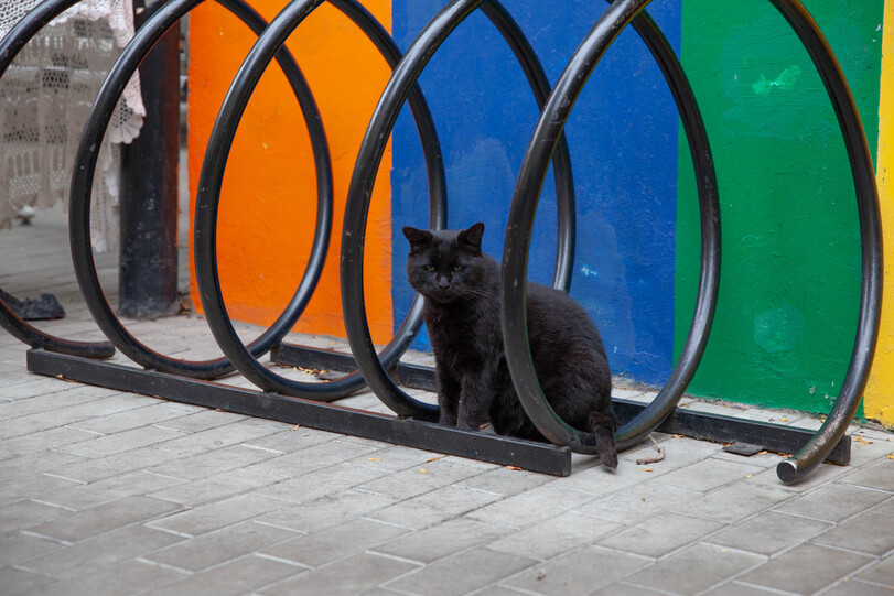 Black seasoned. [ Odessa, Ukraine. ] - cat, Joyreactor, Odessa, The photo, Longpost, Black cat