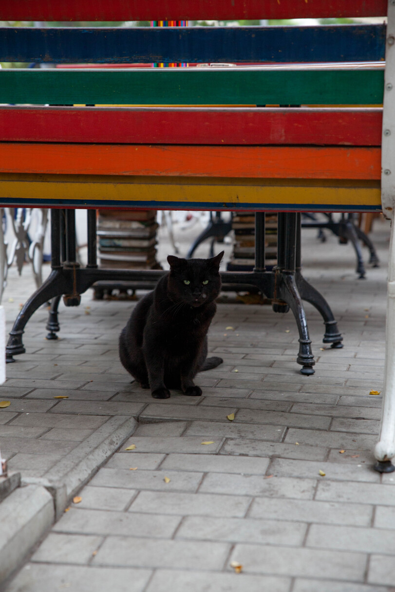 Black seasoned. [ Odessa, Ukraine. ] - cat, Joyreactor, Odessa, The photo, Longpost, Black cat