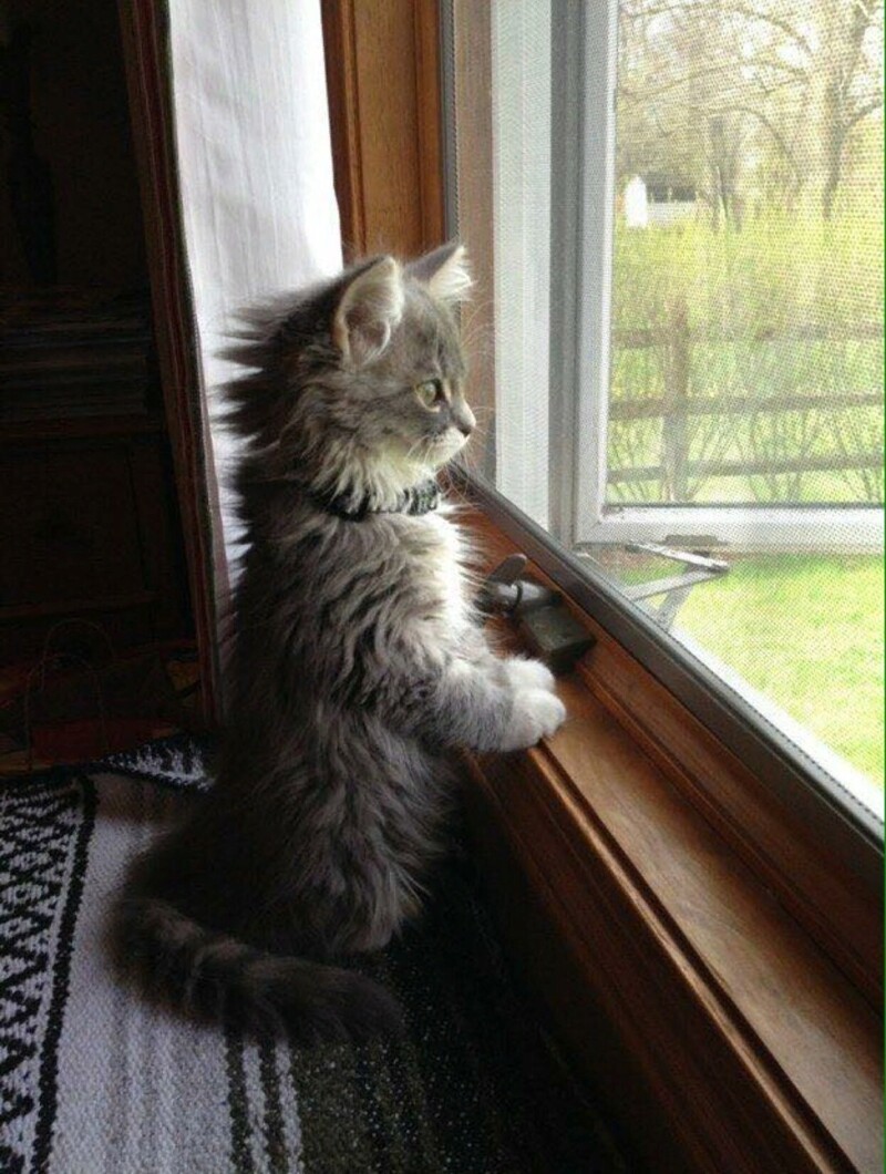 And what's so interesting about it? - cat, Fluffy, Milota, Window, Kittens