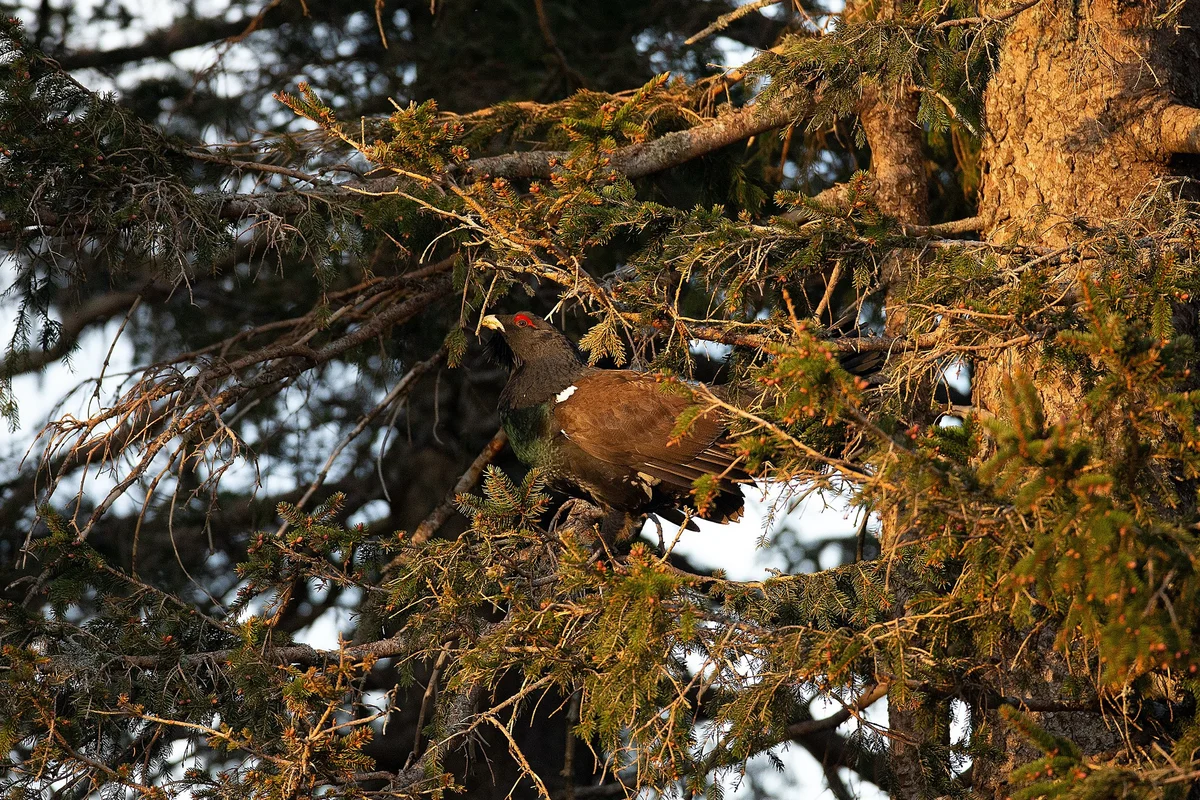 How wood grouse live: some interesting facts about forest “vocalists” - Wood grouse, Birds, Animals, Yandex Zen, Longpost